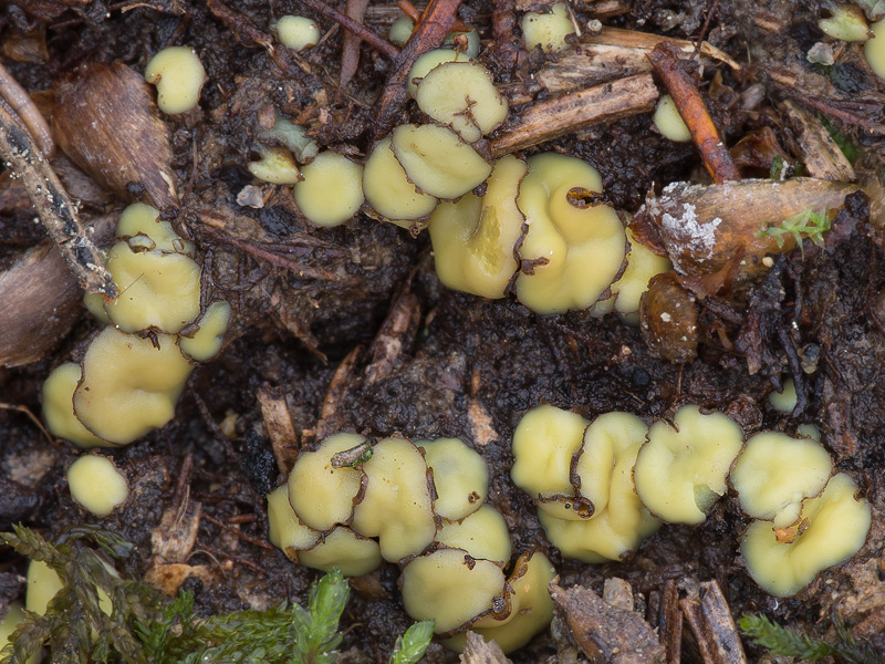 Podophacidium xanthomelum